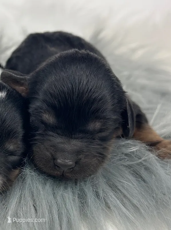 Boy 3 – Cavapoo puppy for sale in Milford, IN