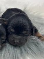 Boy 3, a male Cavapoo for sale in Milford, IN – 1 of 1