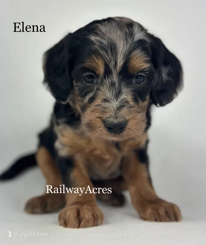 Elena – Miniature Goldendoodle puppy for sale in Milford, IN