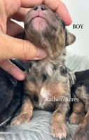 Boy 4- Merle, a male Miniature Goldendoodle for sale in Milford, IN – 2 of 2
