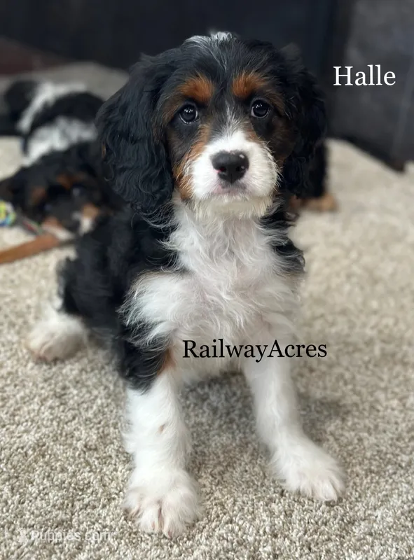 Halle – Cavapoo puppy for sale in Milford, IN