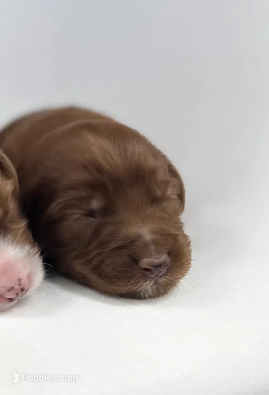 Girl 2  – Miniature Goldendoodle puppy for sale in Milford, IN