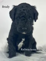 Brady, a male Miniature Goldendoodle for sale in Milford, IN – Photo 2 of 2