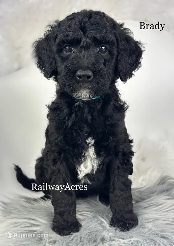 Brady – Miniature Goldendoodle puppy for sale in Milford, IN