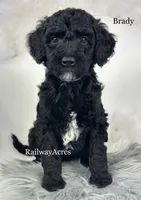 Brady, a male Miniature Goldendoodle for sale in Milford, IN – Photo 1 of 2