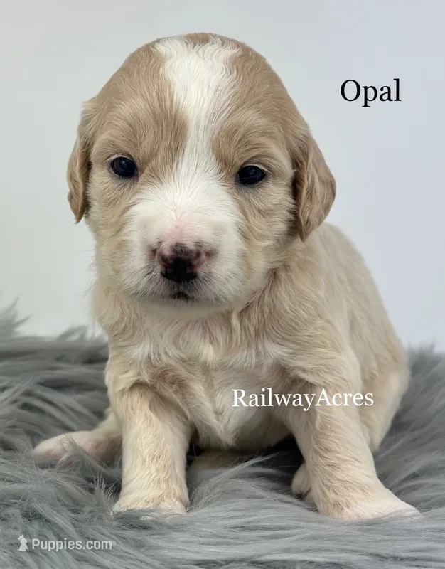 Opal – English Goldendoodle puppy for sale in Milford, IN
