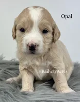 Opal, a female English Goldendoodle for sale in Milford, IN – 1 of 2
