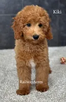 Kiki, a female Miniature Goldendoodle for sale in Milford, IN – 2 of 8