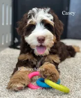 Casey, a female Miniature Bernedoodle for sale in Milford, IN – 3 of 4