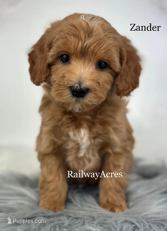 Zander – Miniature Goldendoodle puppy for sale in Milford, IN