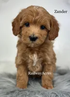 Zander, a male Miniature Goldendoodle for sale in Milford, IN – Photo 1 of 2