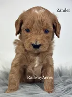 Zander, a male Miniature Goldendoodle for sale in Milford, IN – Photo 2 of 2