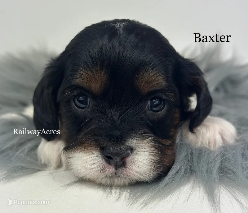 Baxter – Cavapoo puppy for sale in Milford, IN