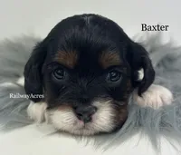 Baxter, a male Cavapoo for sale in Milford, IN – 1 of 4