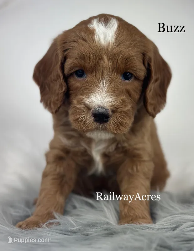 Buzz – Miniature Goldendoodle puppy for sale in Milford, IN