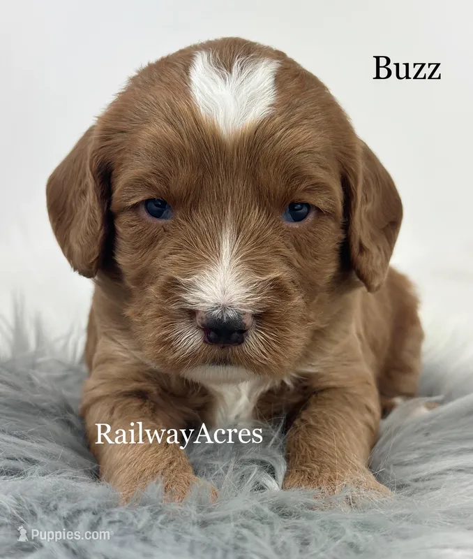 Buzz – Miniature Goldendoodle puppy for sale in Milford, IN