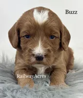 Buzz, a male Miniature Goldendoodle for sale in Milford, IN – 4 of 4