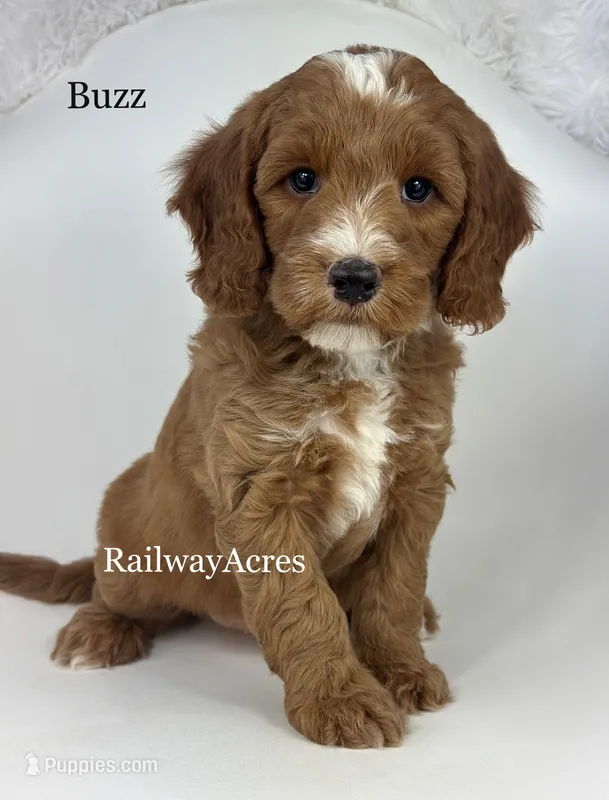 Buzz – Miniature Goldendoodle puppy for sale in Milford, IN