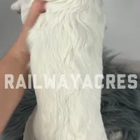 Gunner-Mini, a male Miniature Goldendoodle for sale in Milford, IN – Photo 5 of 7