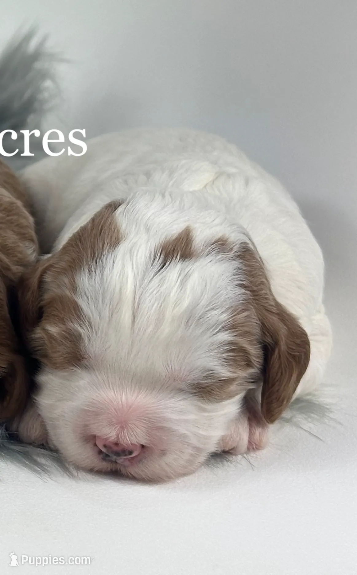 Gunner-Mini, a male Miniature Goldendoodle for sale in Milford, IN – Photo 5 of 6