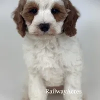 Gunner-Mini, a male Miniature Goldendoodle for sale in Milford, IN – Photo 2 of 7