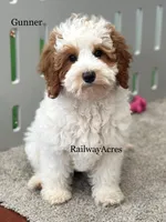 Gunner-Mini, a male Miniature Goldendoodle for sale in Milford, IN – Photo 1 of 7
