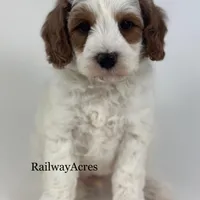 Gunner-Mini, a male Miniature Goldendoodle for sale in Milford, IN – Photo 3 of 7