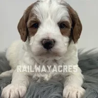 Gunner-Mini, a male Miniature Goldendoodle for sale in Milford, IN – Photo 4 of 7