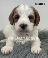 Gunner-Mini, a male Miniature Goldendoodle for sale in Milford, IN – Photo 3 of 6