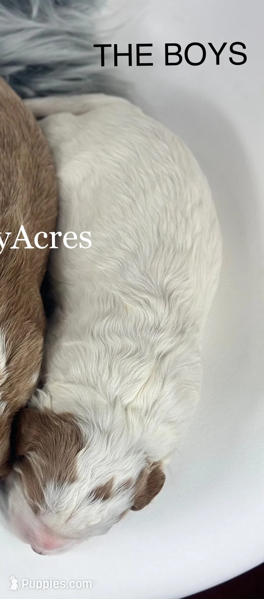 Gunner-Mini, a male Miniature Goldendoodle for sale in Milford, IN – Photo 6 of 6