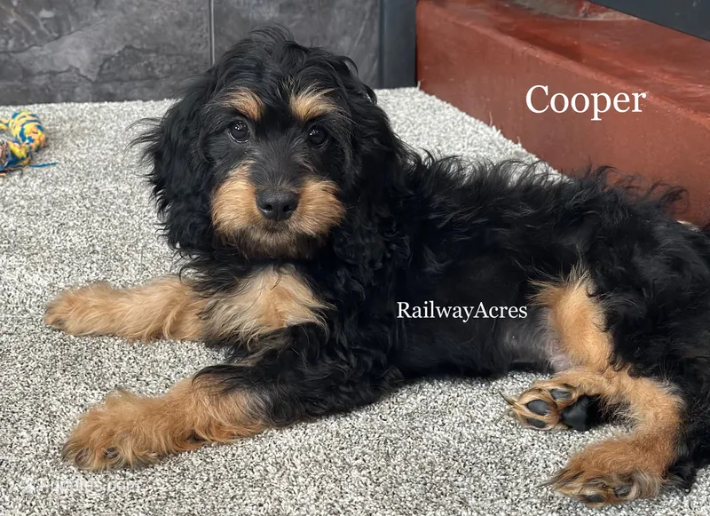 Cooper – Cavapoo puppy for sale in Milford, IN