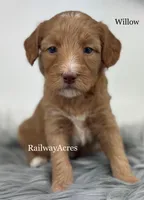 Willow, a female Miniature Goldendoodle for sale in Milford, IN – Photo 2 of 2
