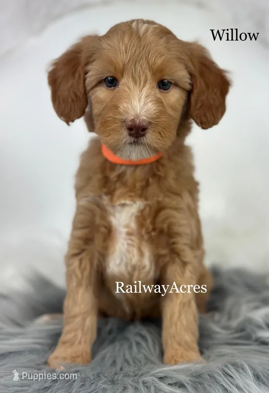 Willow – Miniature Goldendoodle puppy for sale in Milford, IN