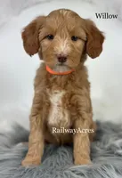 Willow, a female Miniature Goldendoodle for sale in Milford, IN – Photo 1 of 2