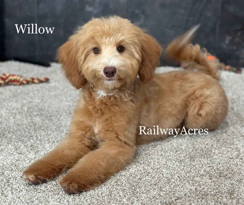 Willow – Miniature Goldendoodle puppy for sale in Milford, IN