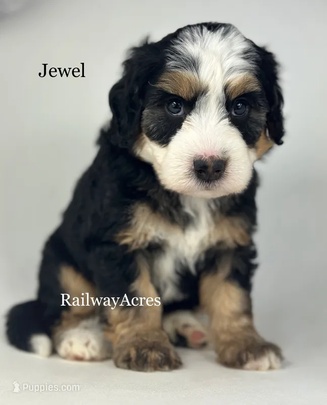 Jewel – Miniature Bernedoodle puppy for sale in Milford, IN
