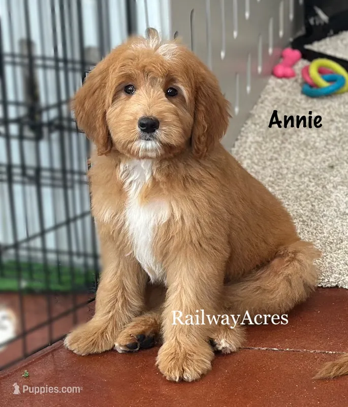 Annie-Mini – Goldendoodle puppy for sale in Milford, IN