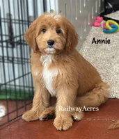 Annie-Mini, a female Goldendoodle for sale in Milford, IN – 1 of 4