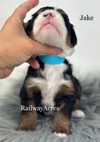 Jake, a male Miniature Bernedoodle for sale in Milford, IN – 2 of 2