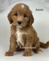 Annie-Medium, a female Goldendoodle for sale in Milford, IN – 1 of 1