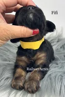 Fifi, a female Cavapoo for sale in Milford, IN – 2 of 5