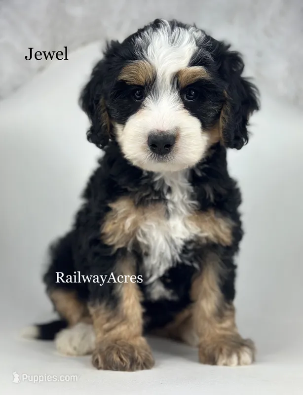 Jewel – Miniature Bernedoodle puppy for sale in Milford, IN