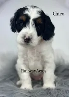 Chico-Petite, a male Miniature Goldendoodle for sale in Milford, IN – 2 of 4