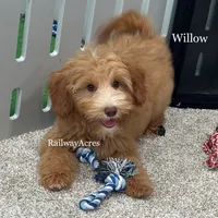 Willow, a female Miniature Goldendoodle for sale in Milford, IN – 2 of 5