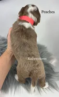 Peaches, a female Golden Mountain Doodle for sale in Milford, IN – 2 of 2