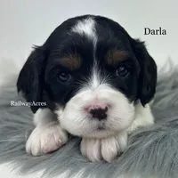 Darla, a female Cavapoo for sale in Milford, IN – 1 of 6