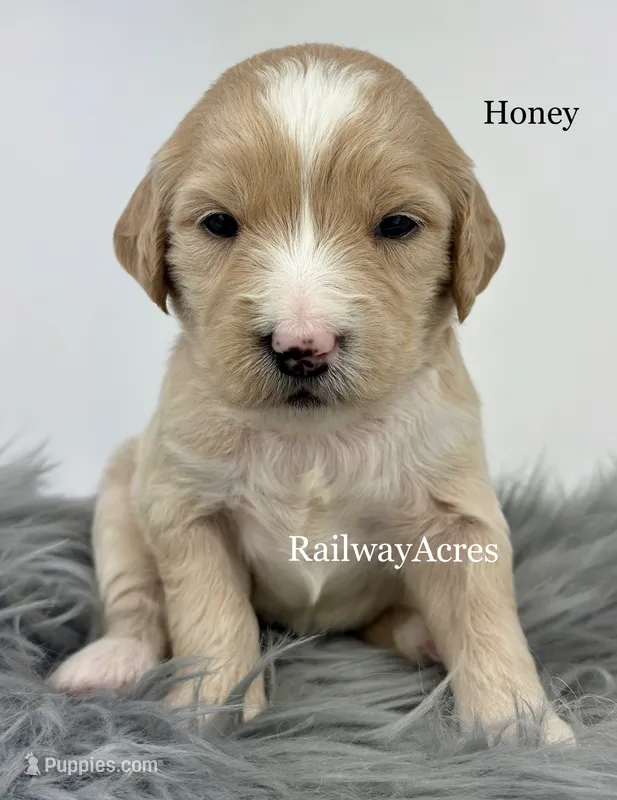 Honey – English Goldendoodle puppy for sale in Milford, IN