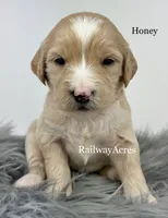 Honey, a female English Goldendoodle for sale in Milford, IN – 1 of 2
