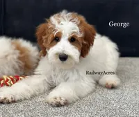 George-Petite, a male Miniature Goldendoodle for sale in Milford, IN – 2 of 7