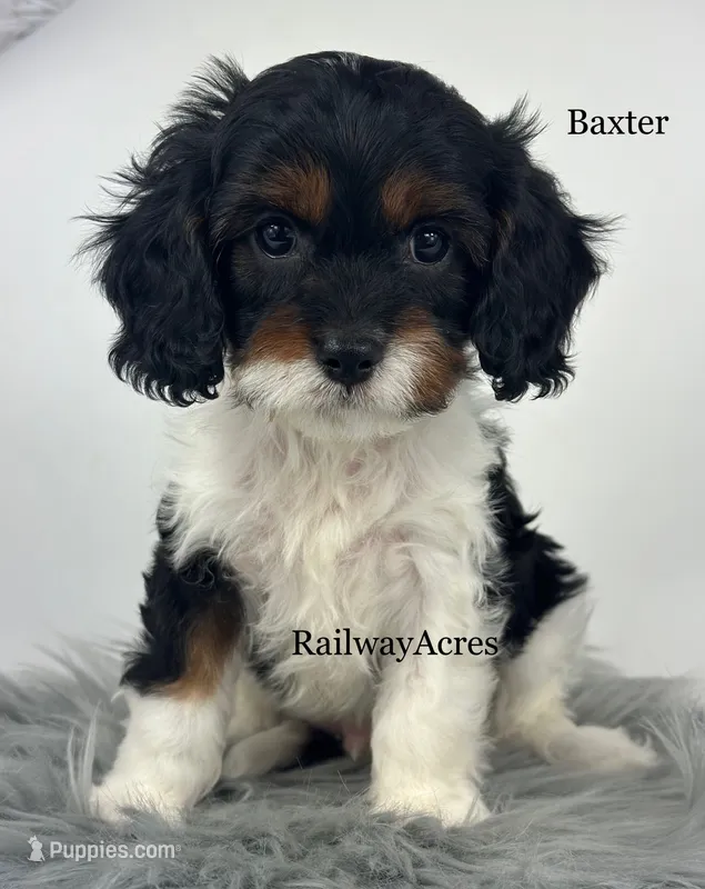Baxter – Cavapoo puppy for sale in Milford, IN